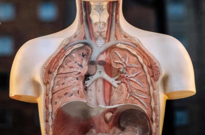 model of a human lung