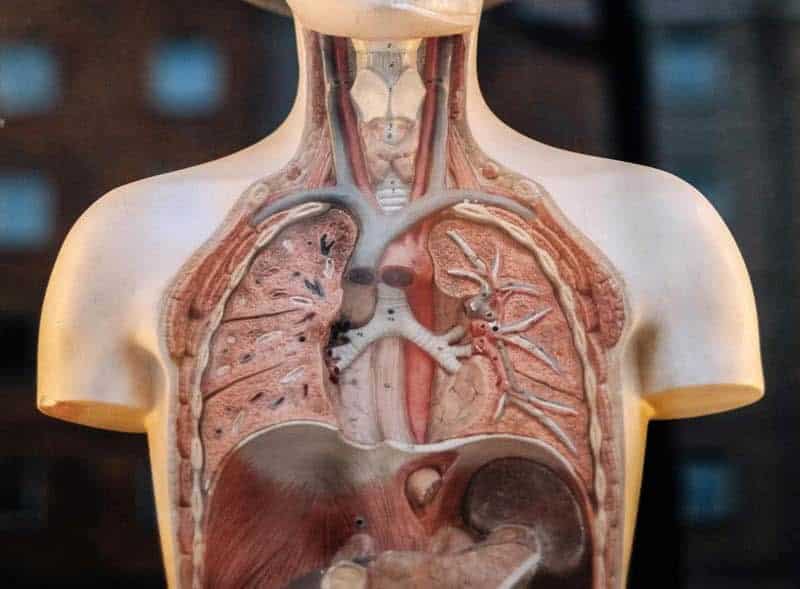 model of a human lung