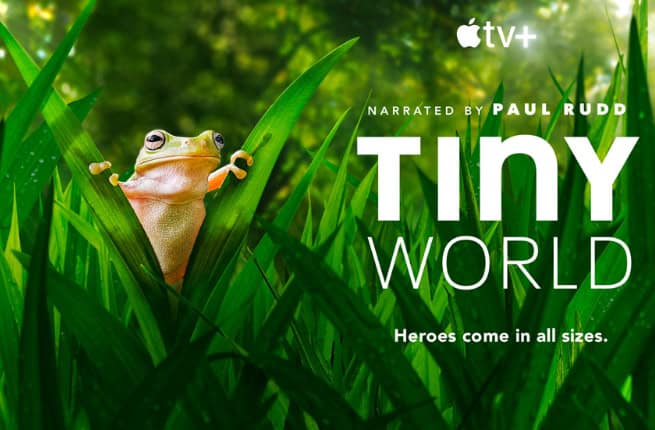 Small frog climbing in grass